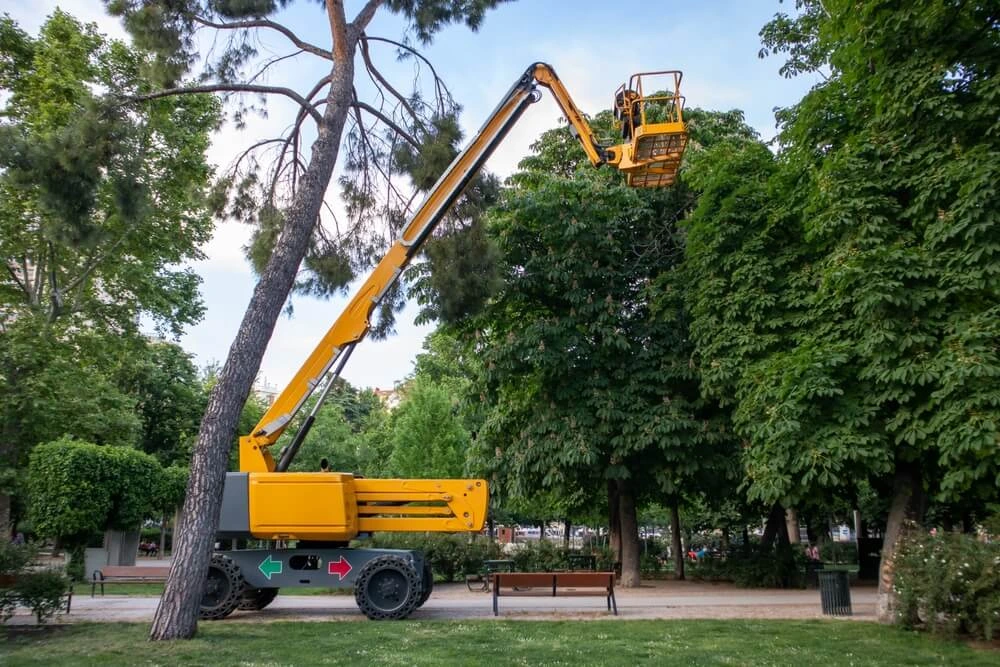 Tree Care Services in Houston, Spring & The Woodlands | Trees By Frank