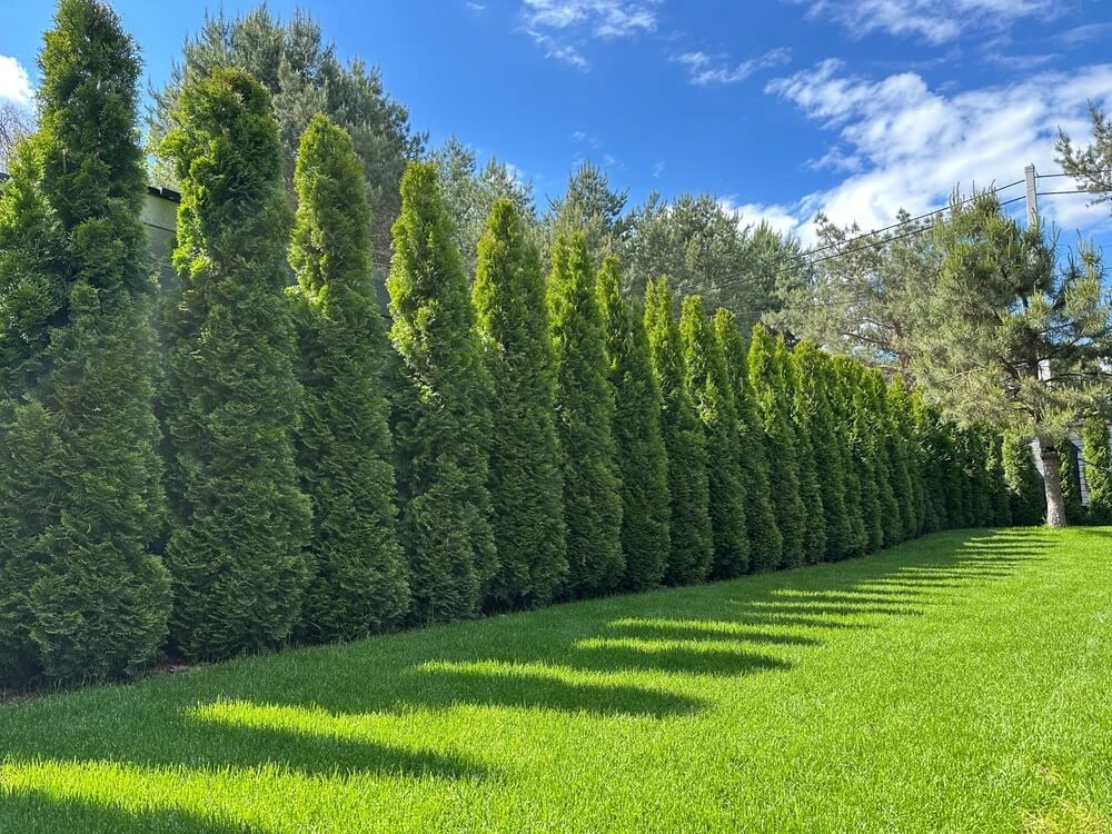 Tree Manicuring