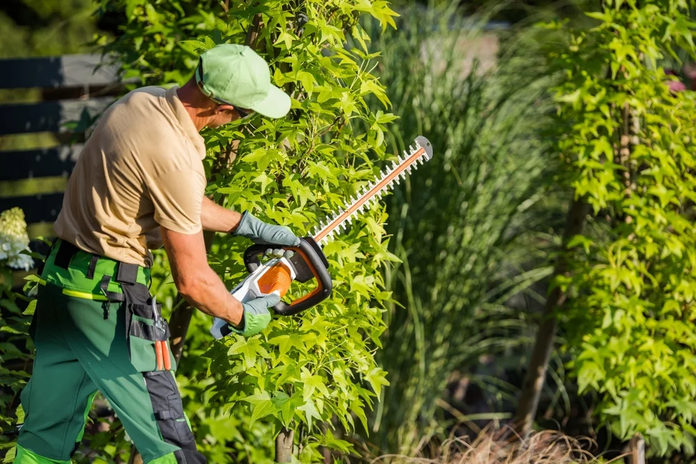 Tree Care Services
