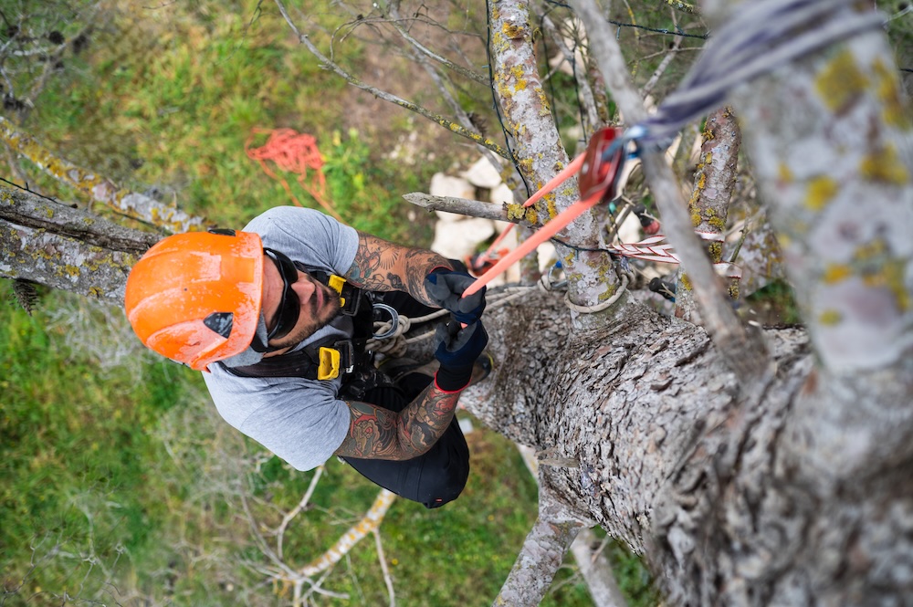 Tree removal crew cutting down a large tree in a residential yard in Spring Texas